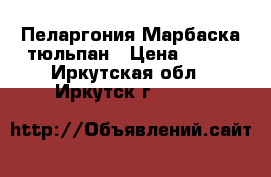 Пеларгония Марбаска тюльпан › Цена ­ 350 - Иркутская обл., Иркутск г.  »    